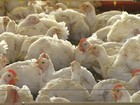 Criadores de frangos do Paraná festejam os bons resultados do ano