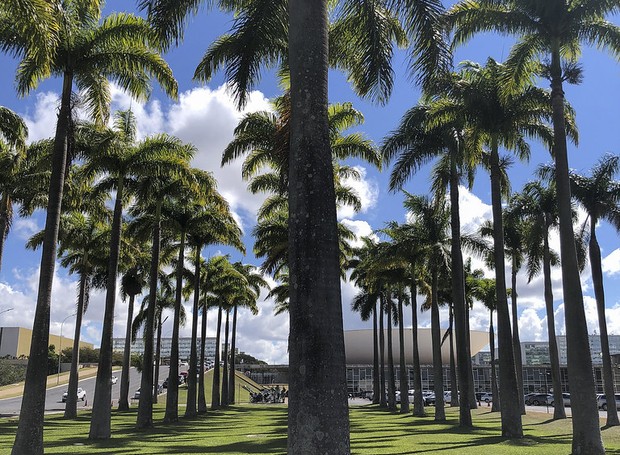 Conjunto de 60 palmeiras imperiais, localizado entre a Câmara dos Deputados e a Praça do Três Poderes (Foto: Flickr / Creative Commons)
