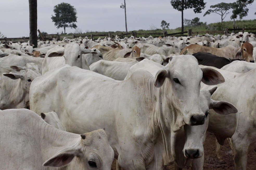 Concentration of deforestation in municipalities where cattle-raising advanced the most was already seen in previous years — Foto: Evandro Monteiro/Valor