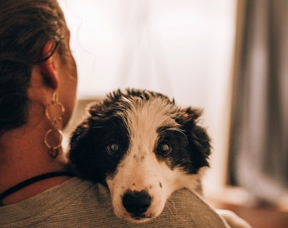 O estresse tem cheiro — e cachorros podem senti-lo, demonstra pesquisa