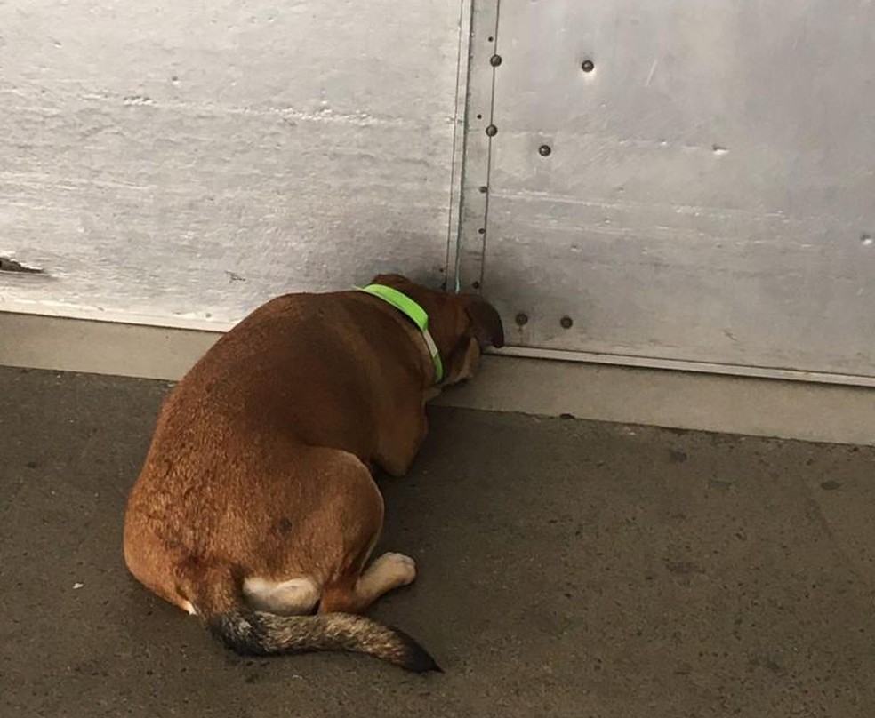 Lucimara com o focinho na porta do hospital à espera do dono — Foto: Reprodução/Redes Sociais 