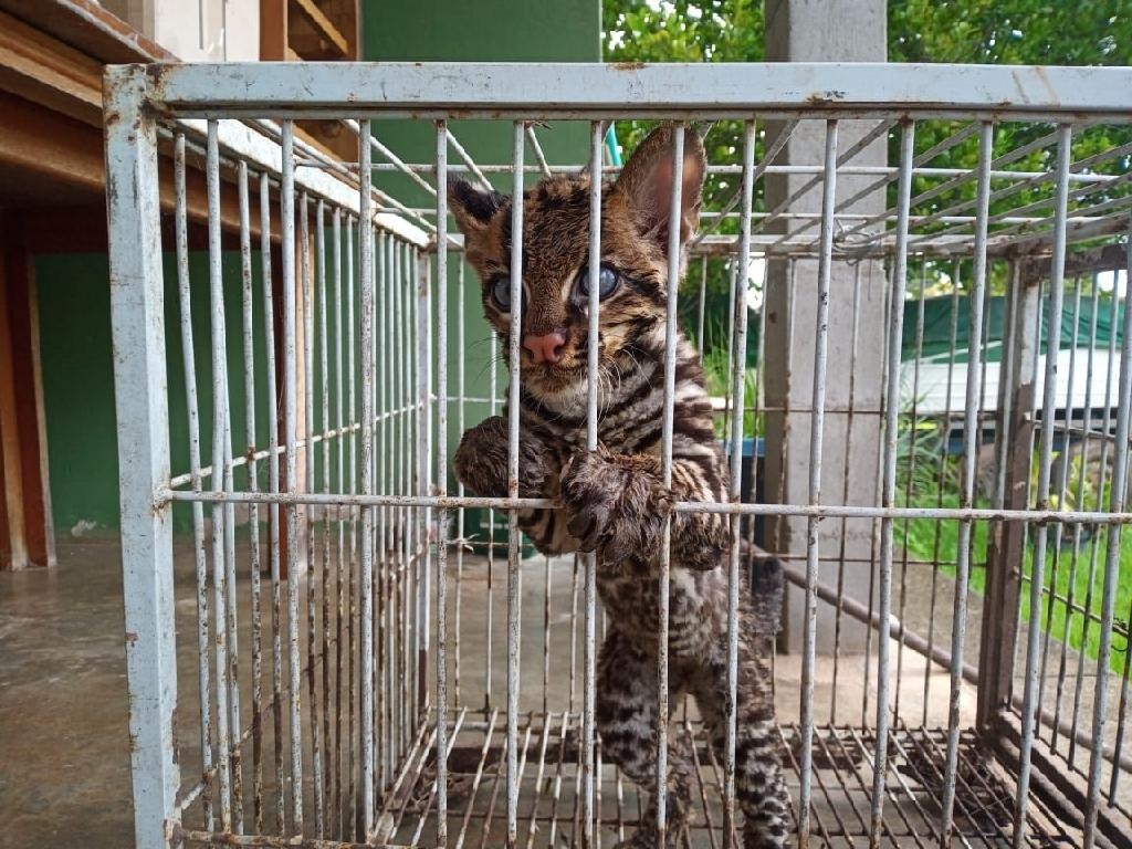 Filhote de jaguatirica é resgatado pela Polícia Civil em chácara em MT