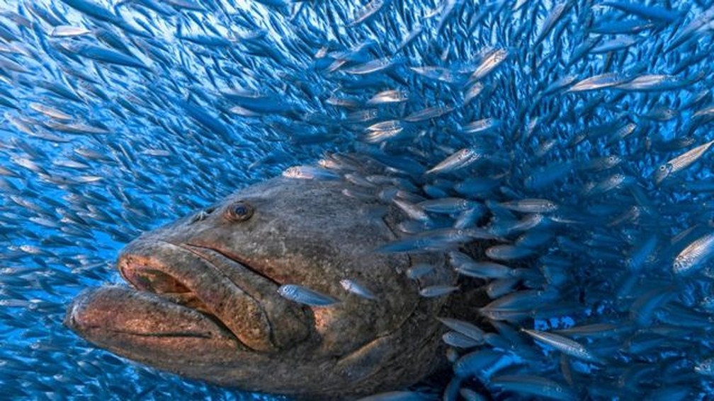 Olha isso — um mero-preto macho nada por um cardume de peixes. O mero-preto é um dos maiores peixes do oceano, chegando a 2,5m de comprimento e pesando até 360kg! — Foto: ‍Tom Shlesinger / World Nature Photography Awards