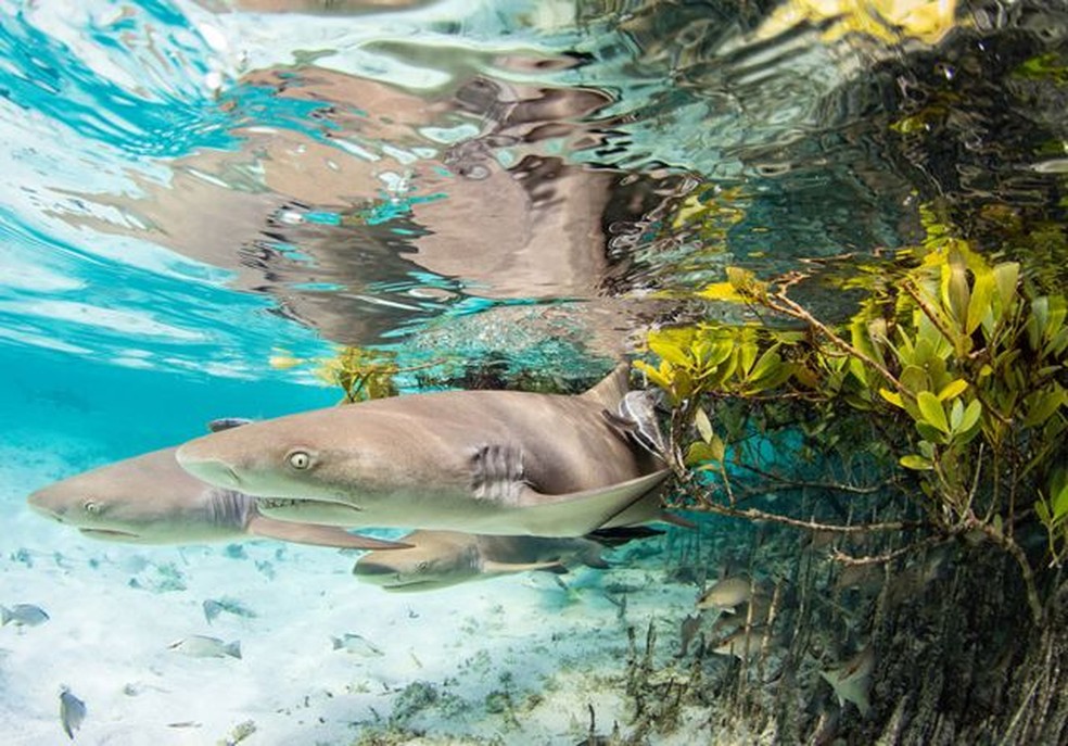 Tubarões jovens nas Bahamas — Foto: Jillian E Morris