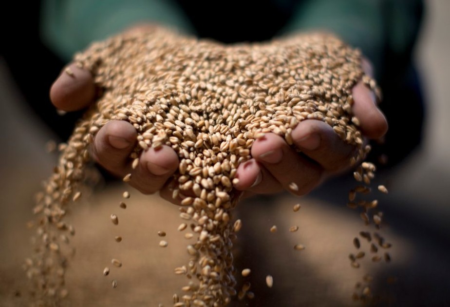 Exportação de grãos reforça economia russa