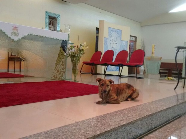Cachorro é visita frequente na igreja (Foto: Alexandre Azank / TV TEM)