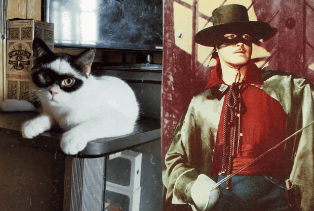 A semelhança com Zorro fez internautas darem sugestões de novos nomes para o gato, como "Bandido" (Foto: Instagram/ iwhy_75 e Reprodução/ Walt Disney Pictures)