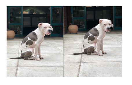 Fabiula mostra foto de Chã, mais um de seus três cachorros, no seu quintal Reprodução/Instagram
