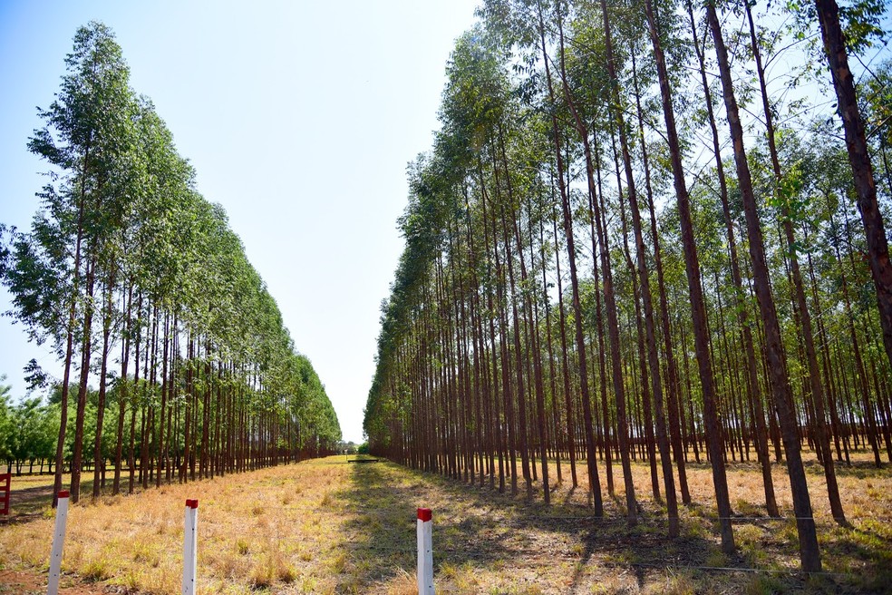 Senar/MS abre inscrições gratuitas de Curso Técnico em Floresta para Três Lagoas — Foto: Divulgação
