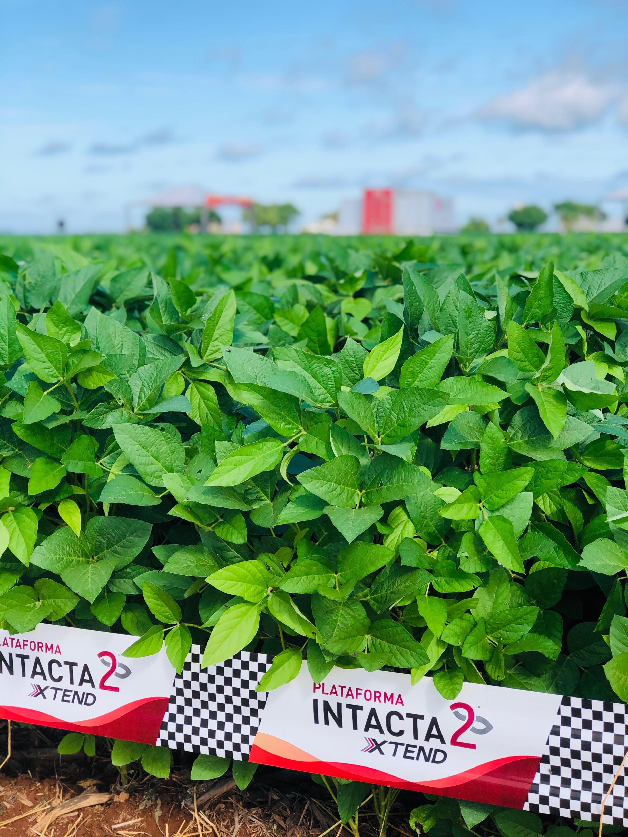 Intacta 2 Xtend - Agranda Sementes