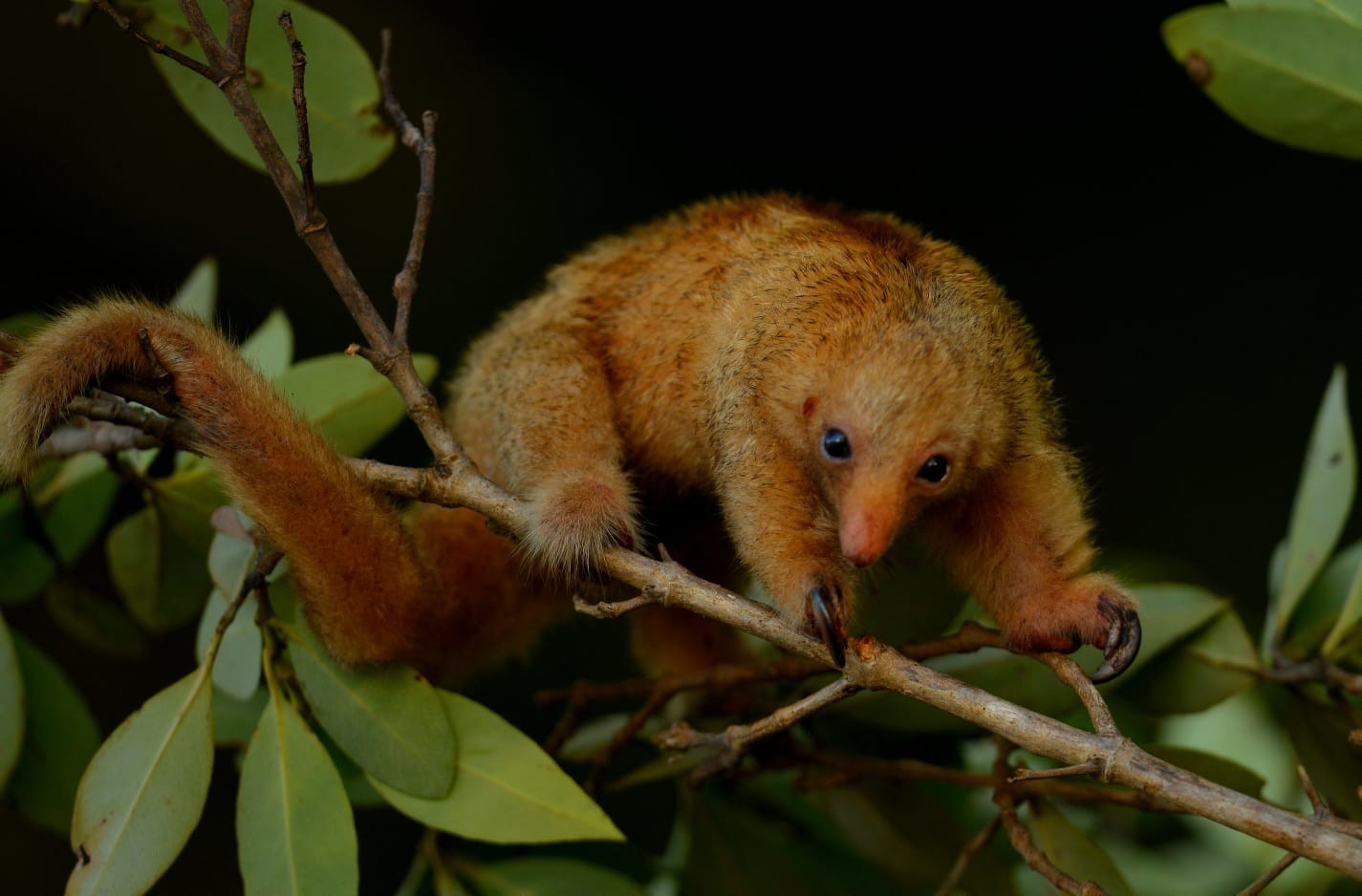 'Maneira de pagar o que a natureza tem me dado', diz guia que alertou pesquisadores sobre presença de menor tamanduá do mundo no Piauí
