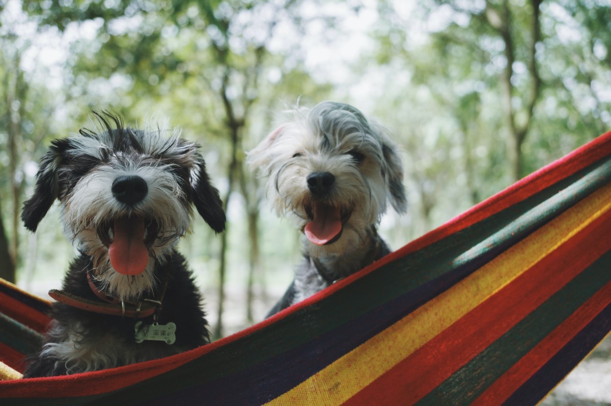 Para o pet idoso: Quando há limitação pela ausência dos dentes, oferecer uma comida mais pastosa para ele é fundamental. (Foto: Alvan Nee / Unsplash / CreativeCommons)