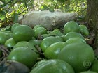 Falta de chuva eleva a produção e derruba o preço do abacate em SP