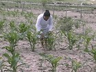 No sertão de AL, chuva muda a paisagem e anima os agricultores