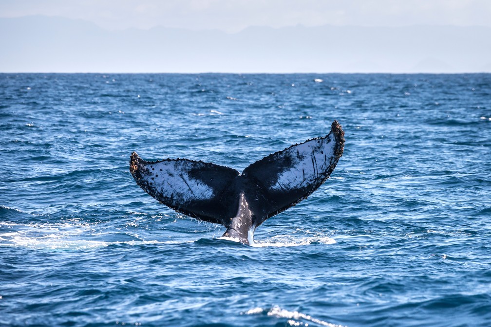 Baleia jubarte no litoral capixaba (Foto: Leonardo Merçon/Últimos Refúgios)