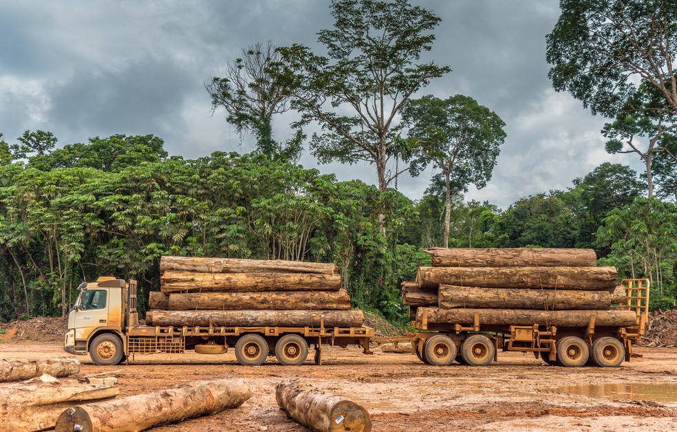 Levantamento inédito mostra quanto de madeira a Amazônia perdeu em um ano. — Foto: Vicente Sampaio/Imaflora