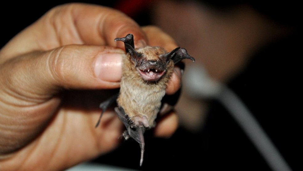 Pesquisadores compilaram os sons emitidos por 65 especies de morcegos, entre eles o 'Molosssops temminckii' (Foto: Divulgação)