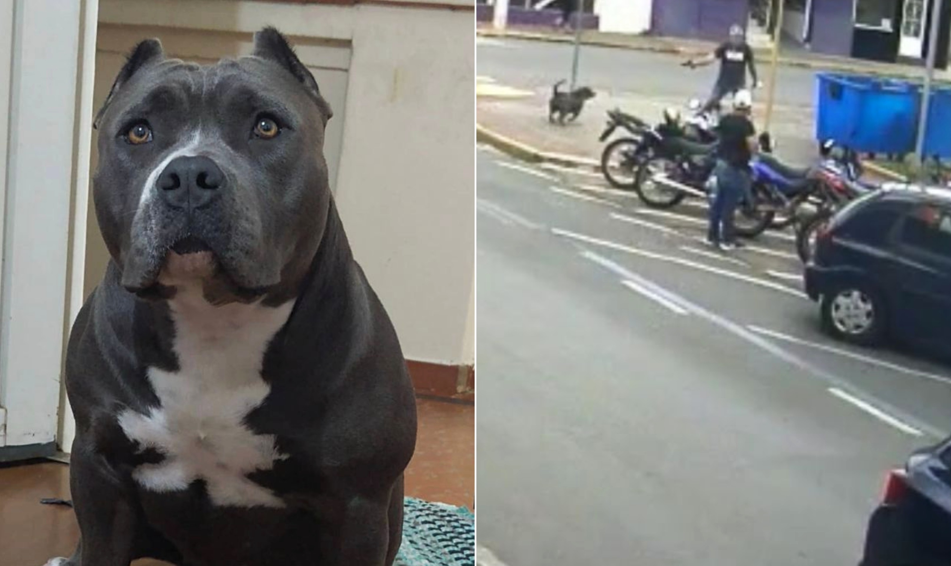 Vídeo mostra cadela correndo por rua antes de ser baleada; atirador diz que animal atacou moradores