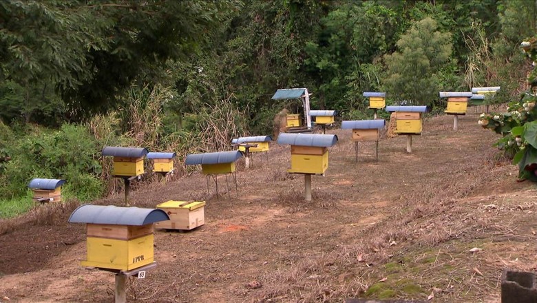 abelhas-inverno-alimentacao (Foto: Reprodução/TV Globo)