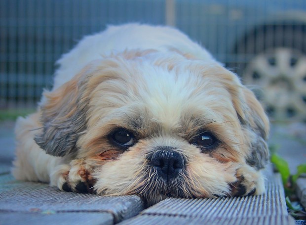 Cães d raça shih tzu estão entre os predispostos a desenvolver seborreia canina (Foto: Pixabay / Sypacc / CreativeCommons)