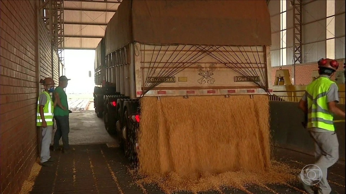 Produtores de milho de MS estocam grãos da última safra e conseguem bons negócios thumbnail