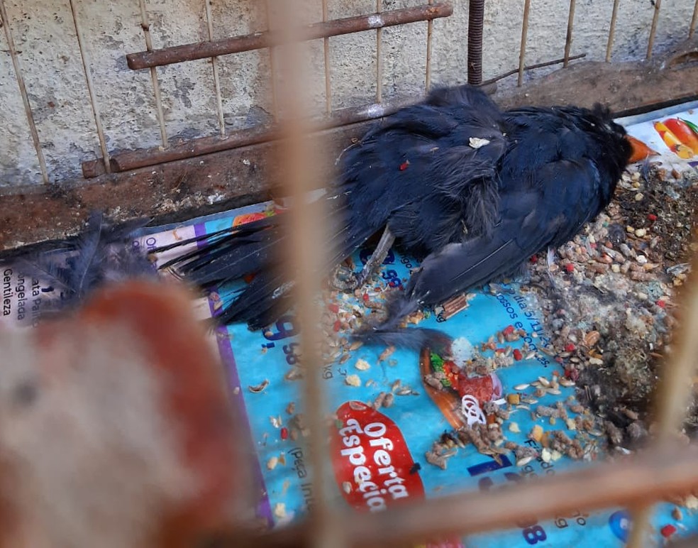 Mais de 600 animais morrem em centro de tratamento do Ibama — Foto: Arquivo Pessoal
