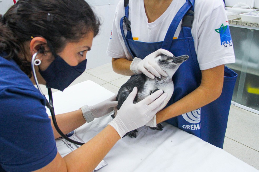 Pinguim debilitado é resgatado por morador de Bertioga (SP) na última quinta-feira (9) e encaminhado ao Insituto Gremar. — Foto: Divulgação/ Instituto Gremar