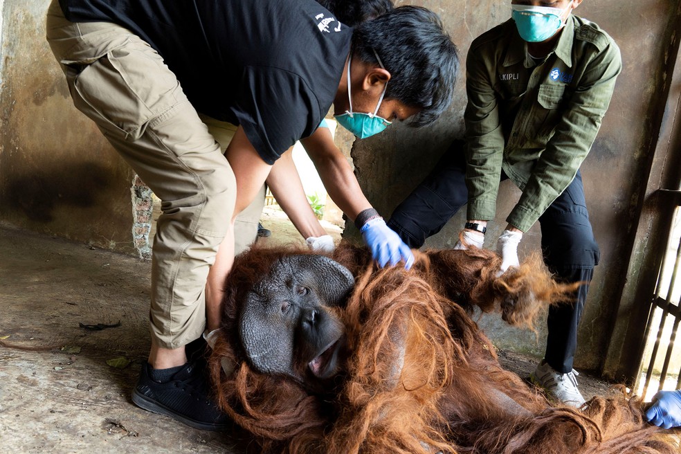 O orangotango chamado Samson é resgatado de um cativeiro ilegal em Kendal, província de Java Central, na Indonésia, em 5 de agosto — Foto: International Animal Rescue (IAR) Indonésia/Heribertus/Divulgação via Reuters