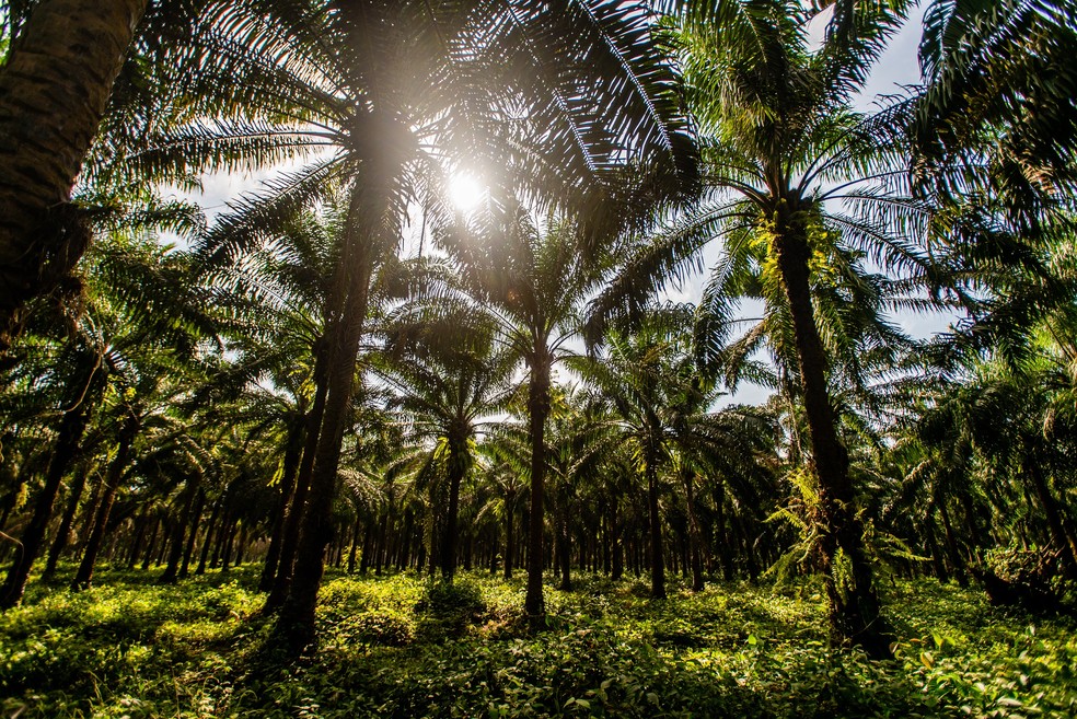 Plantação de palma no Pará. — Foto: Reprodução / Agropalma