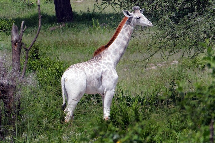 girafa (Foto: Wild Nature Institute)
