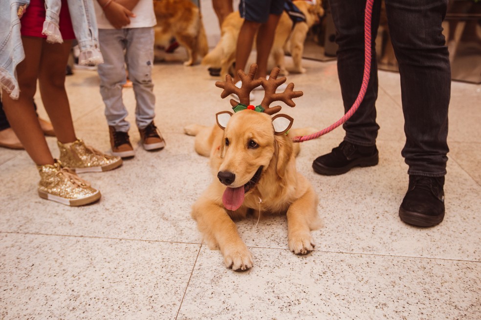 Cão com acessório de rena, em encontro de goldens no JK Shopping — Foto: Wey Alves/ Divulgação