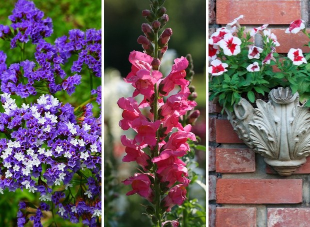 5 espécies de flores para adquirir em setembro (Foto: Pixabay / Freepik / CreativeCommons | Montagem: Casa e Jardim)