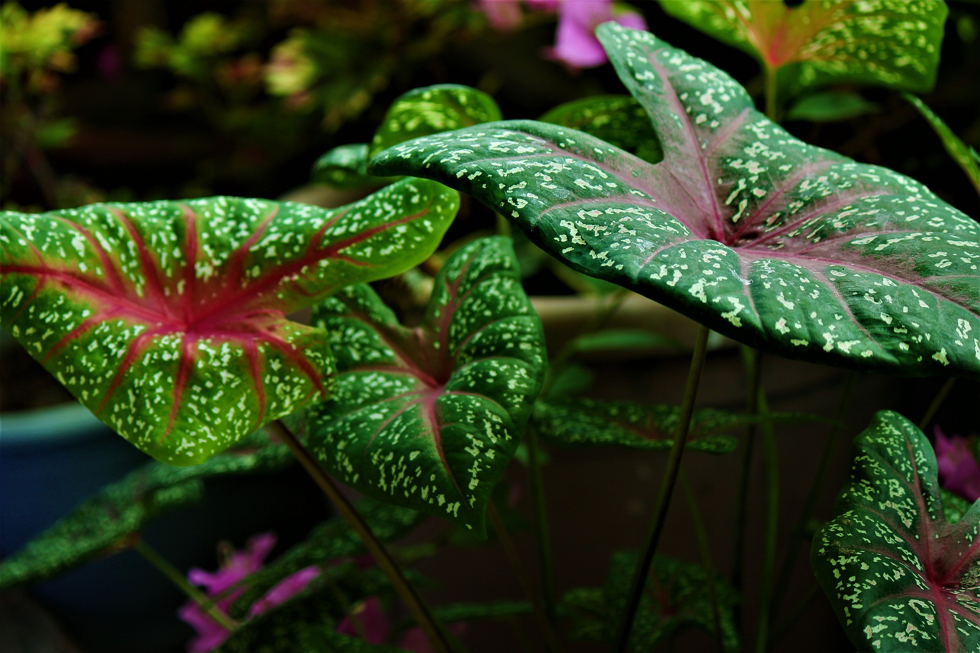 Conheça a caladium, planta ornamental colorida e perfeita para a decoração (Foto: Pixabay)