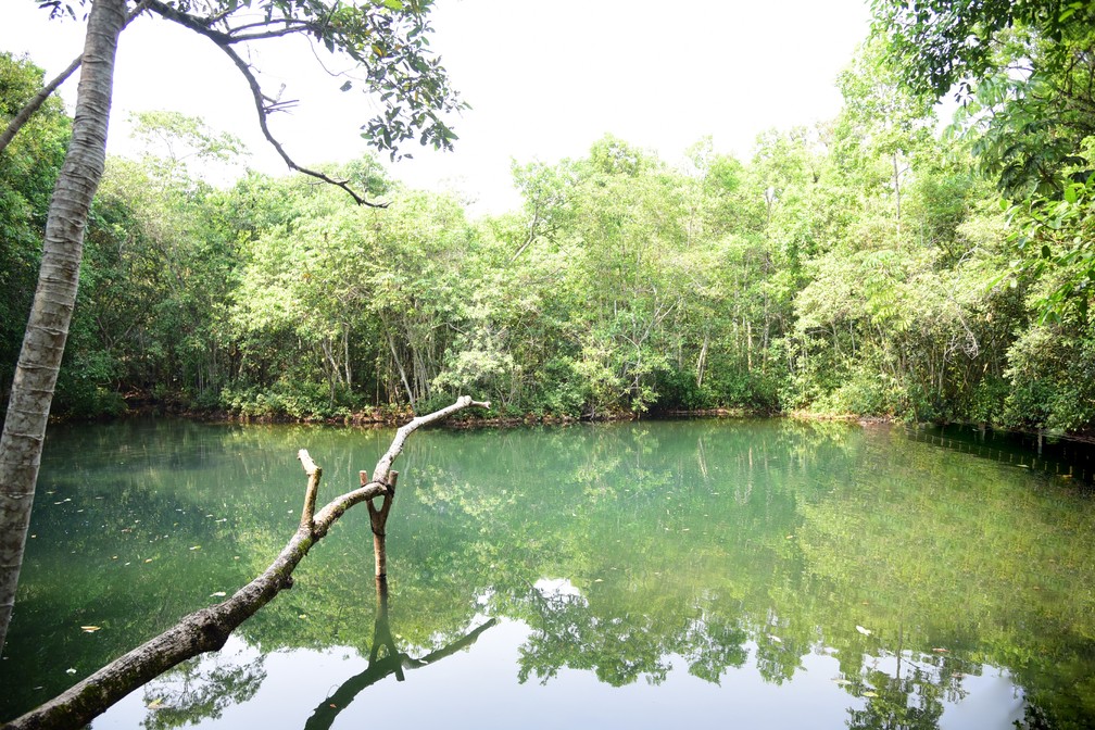Nascente protegida em Bonito, no sudoeste de Mato Grosso do Sul — Foto: João Carlos/Famasul