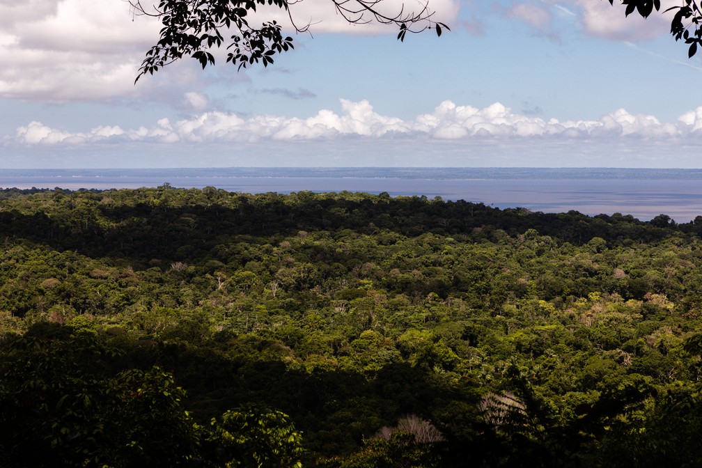 Floresta Nacional do Tapajós e o Rio Tapajós ao fundo — Foto: Marcelo Brandt/G1