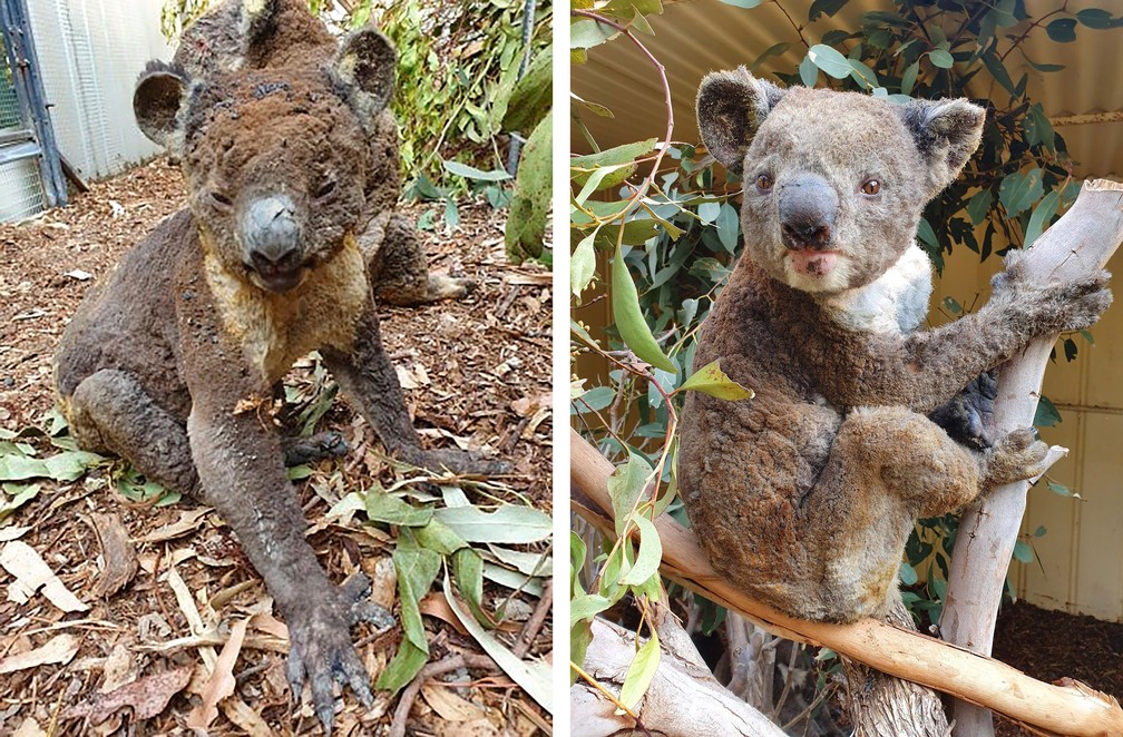 5 de janeiro - Combinação de fotos tiradas no início de janeiro e divulgadas neste domingo (5) por Dana Mitchell, do Kangaroo Island Wildlife Park, mostra coalas feridos após serem resgatados de um incêndio na Ilha Kangaroo, na Austrália — Foto: Dana Mitchell/Parque da Vida Selvagem da Ilha Kangaroo via AP