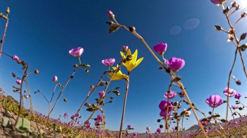 Cientistas querem descobrir o que faz plantas serem capazes de crescer com vigor no Atacama (Foto: Getty Images via BBC News)