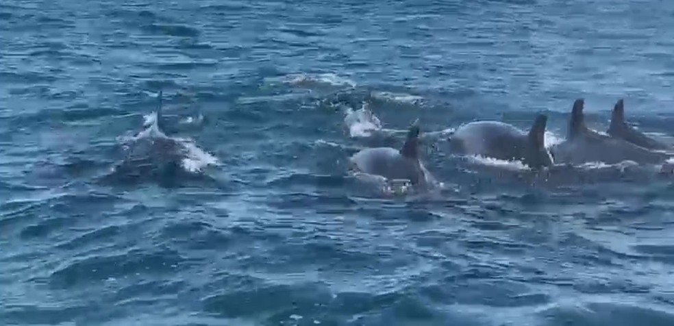 Grupo de 'falsas orcas' é flagrado durante passeio no litoral de SP — Foto: Reprodução/ PM Ambiental Marítima do Estado de SP
