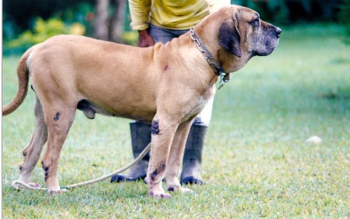 7 Segredos Para Cuidar do Cachorro Fila Brasileiro