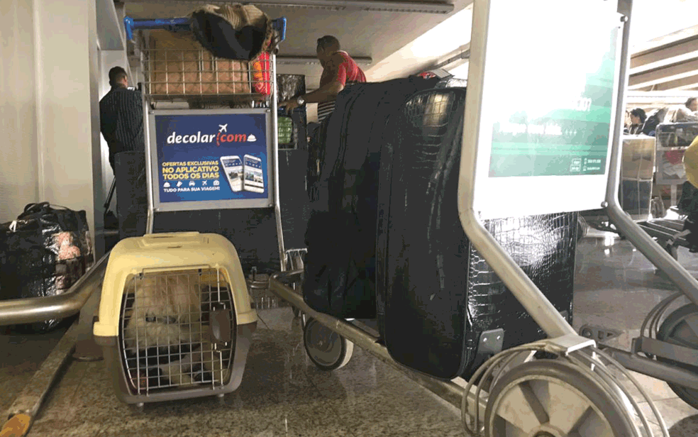Médicos cubanos levaram na bagagem de volta animais de estimação — Foto: Marília Marques/G1