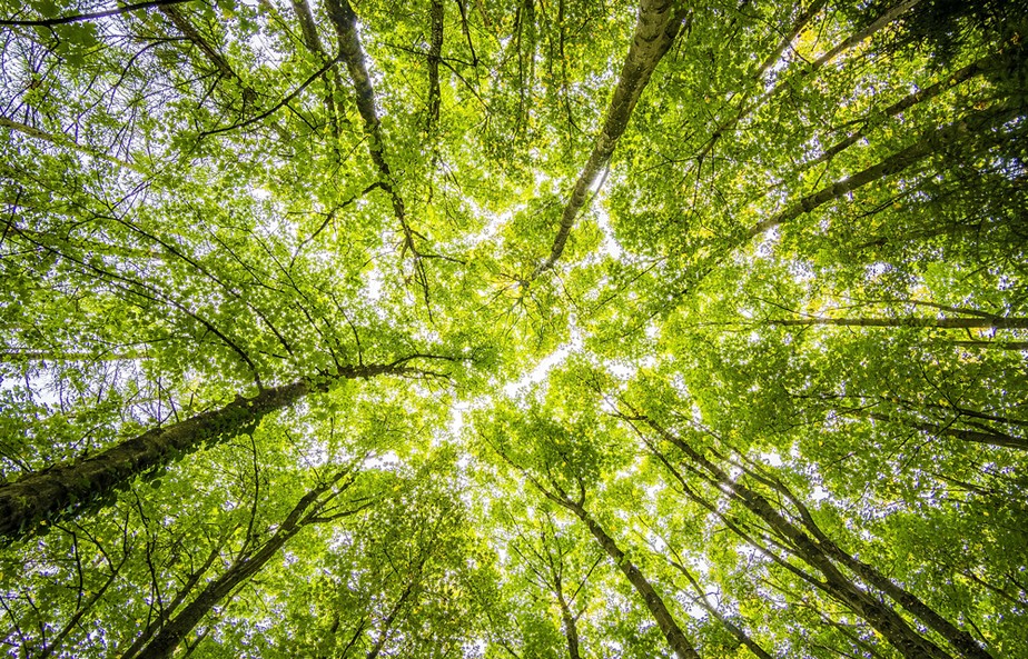 Floresta de pé: iniciativas ESG e pagamento por serviços ambientais contribuem para a preservação.