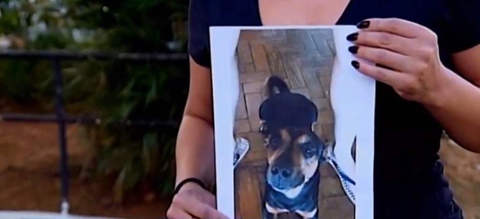 Bob morreu nos braços da dona em Ibiá — Foto: Reprodução/TV Integração