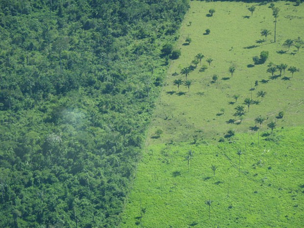 Imagem aérea mostra desmatamento na Amazônia. Perda da cobertura vegetal no bioma pode acarretar na extinção de diversas espécies de animais. (Foto: Divulgação/Toby Gardner/Science)