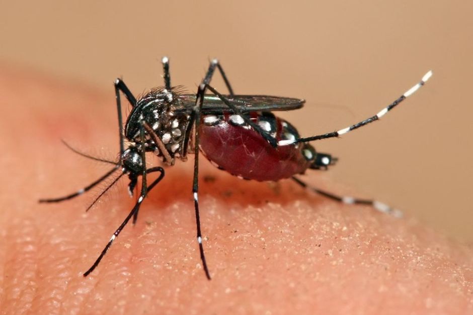 Exemplar do mosquito 'Aedes aegypti' (Foto: Wikimedia Commons)