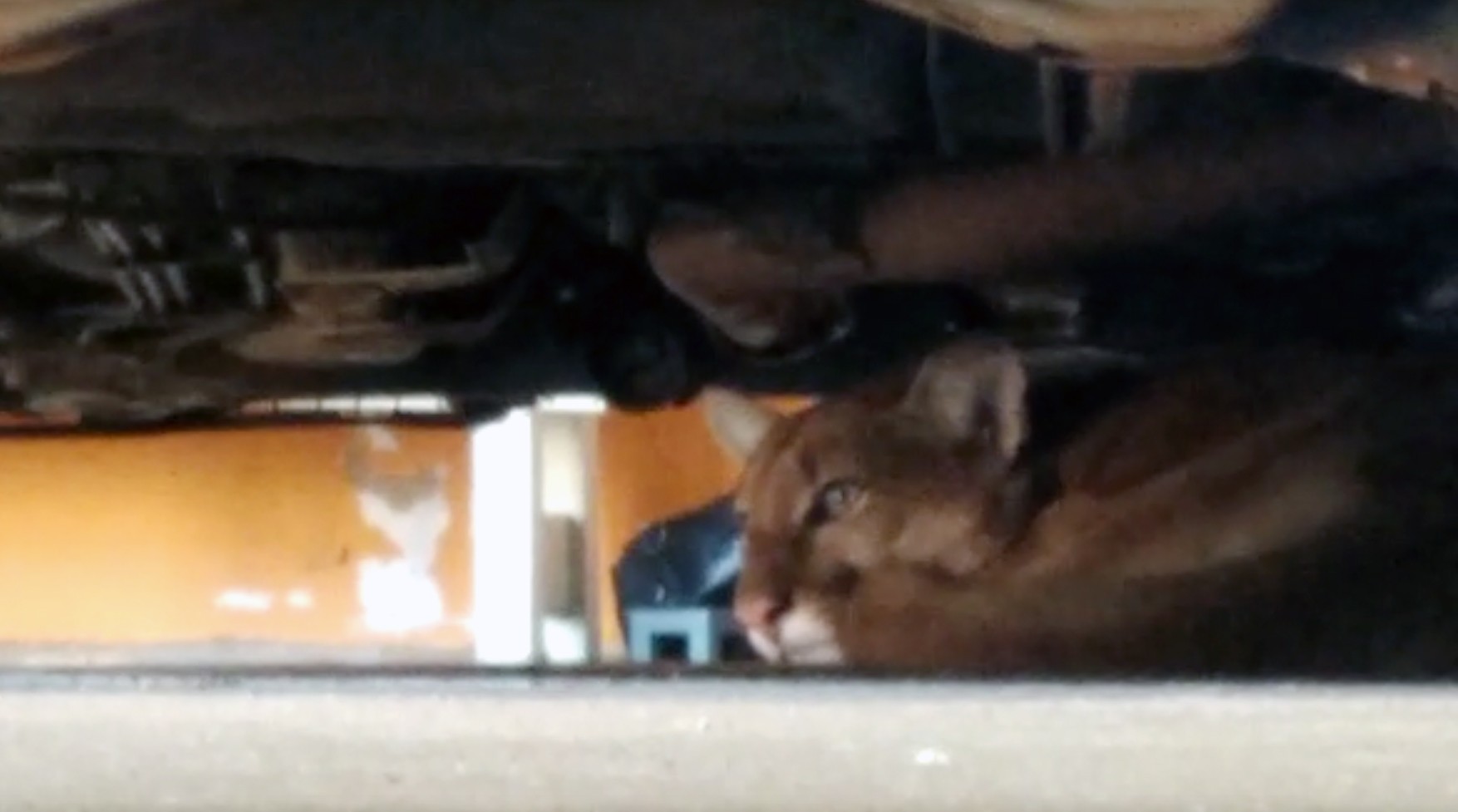 Ameaçada de extinção, onça-parda aparece embaixo de carro em garagem de residência em Presidente Venceslau; veja VÍDEO thumbnail