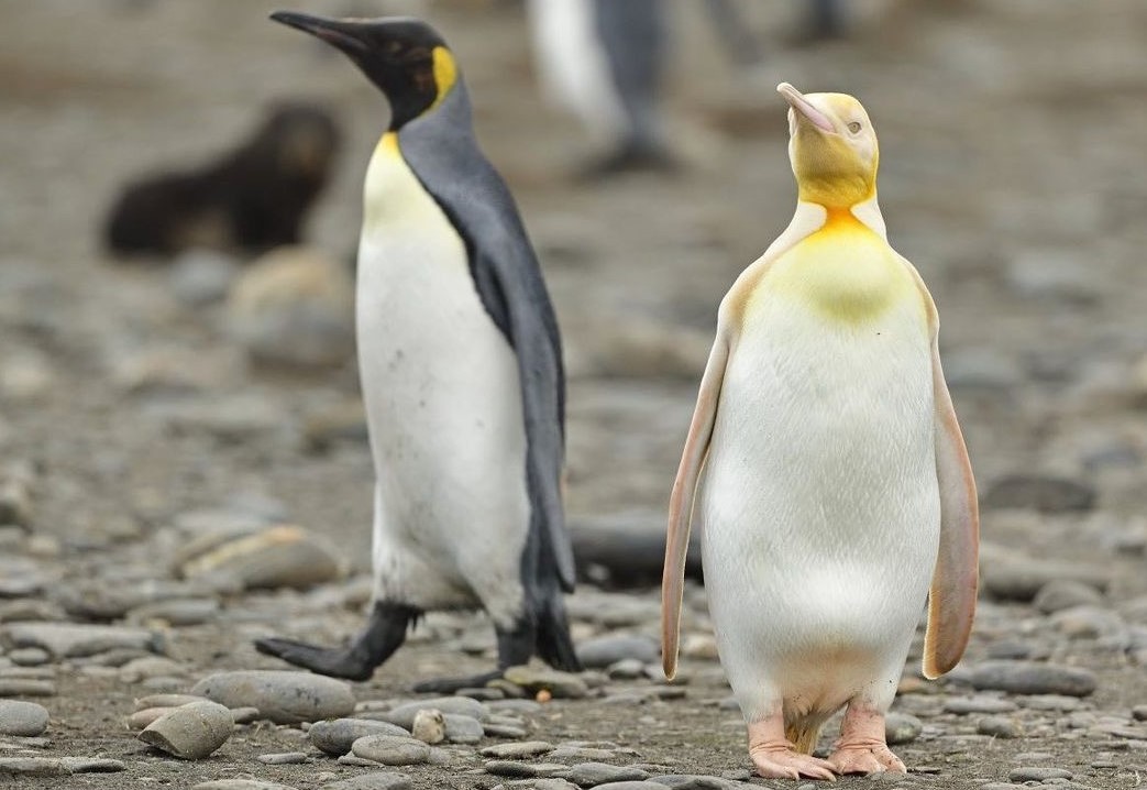 Especialistas divergem sobre qual seria a causa da aparência rara do pinguim-rei (Foto: Yves Adams)