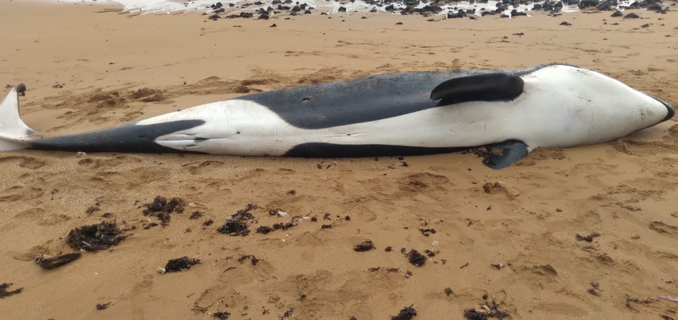 Orca é encontrada morta em praia do ES — Foto: Reprodução/Redes sociais