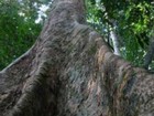 1% das árvores da Amazônia 'captura metade do carbono da região'