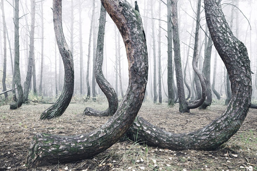 árvore (Foto: Kilian Schönberger)