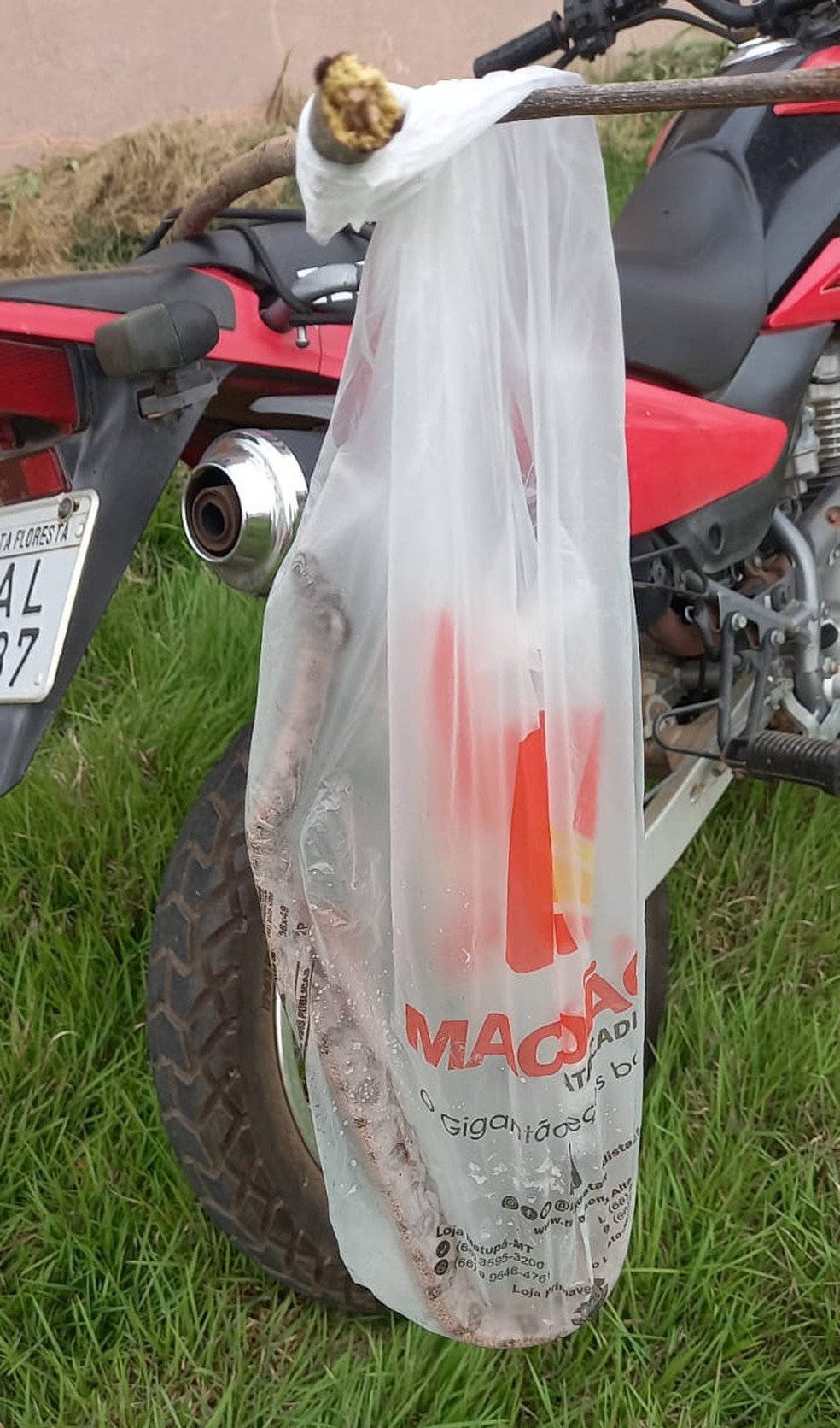 Jiboia encontrada durante a limpeza de terreno, em Alta Floresta — Foto: Reprodução